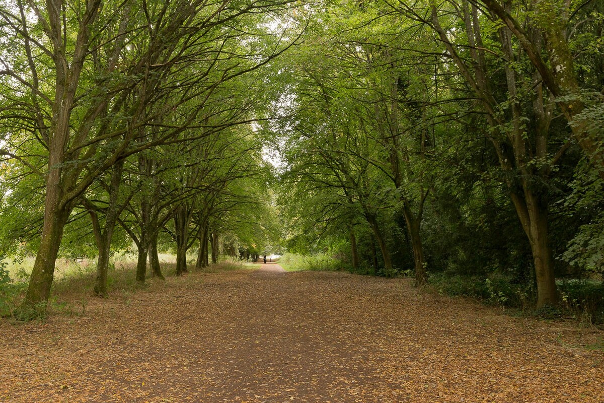 A for avenue of tree's